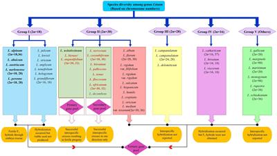 Diversity of Linum genetic resources in global genebanks: from agro-morphological characterisation to novel genomic technologies – a review